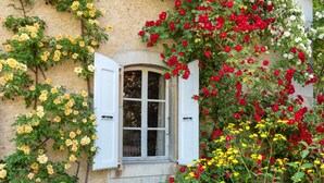 Una ventana con contraventanas blancas, rodeada de rosales trepadores en rojo, amarillo y blanco.
