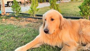 A dog lying on grass with a caravan-style house in the background.