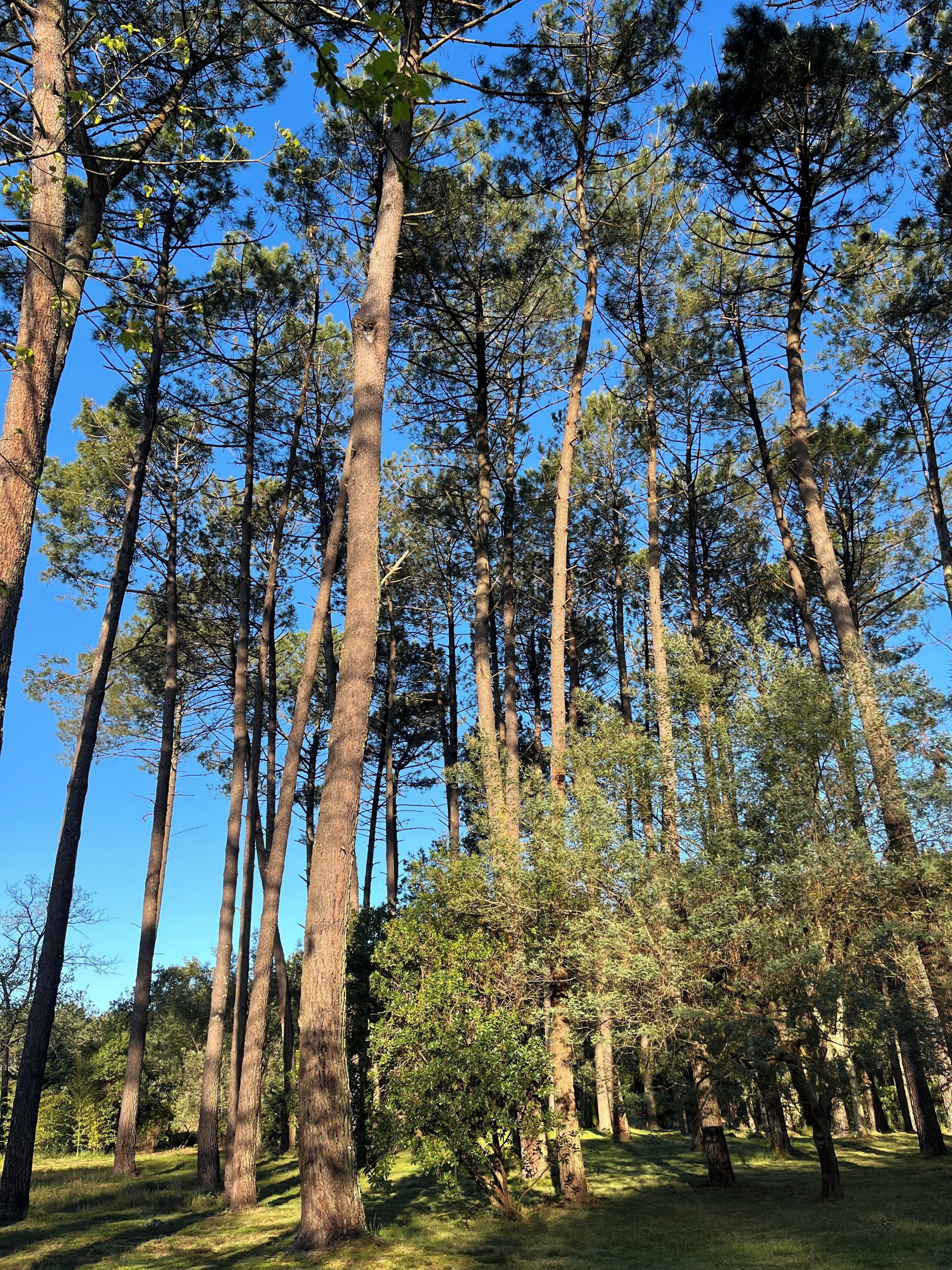 Une forêt avec de grands pins et un ciel bleu clair.