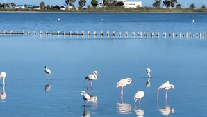 Una masa de agua tranquila con varias aves blancas, probablemente flamencos, de pie en el agua.