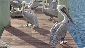 Pelicans on a wooden pier by the water. - FUN N' SUN ISLAND VACATION CONDO! 2B/2.5B WALK TO BEACH! HUGE HEATED POOL! (Fort Myers Beach)