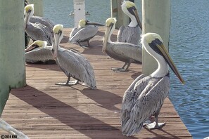 Miscellaneous - FUN N' SUN ISLAND VACATION CONDO! 2B/2.5B WALK TO BEACH! HUGE HEATED POOL! (Fort Myers Beach)