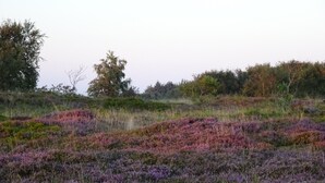 Luonnonkaunis maisema, jossa on etualalla violetin kanervan peittämä niitty ja taustalla vihreitä puita.