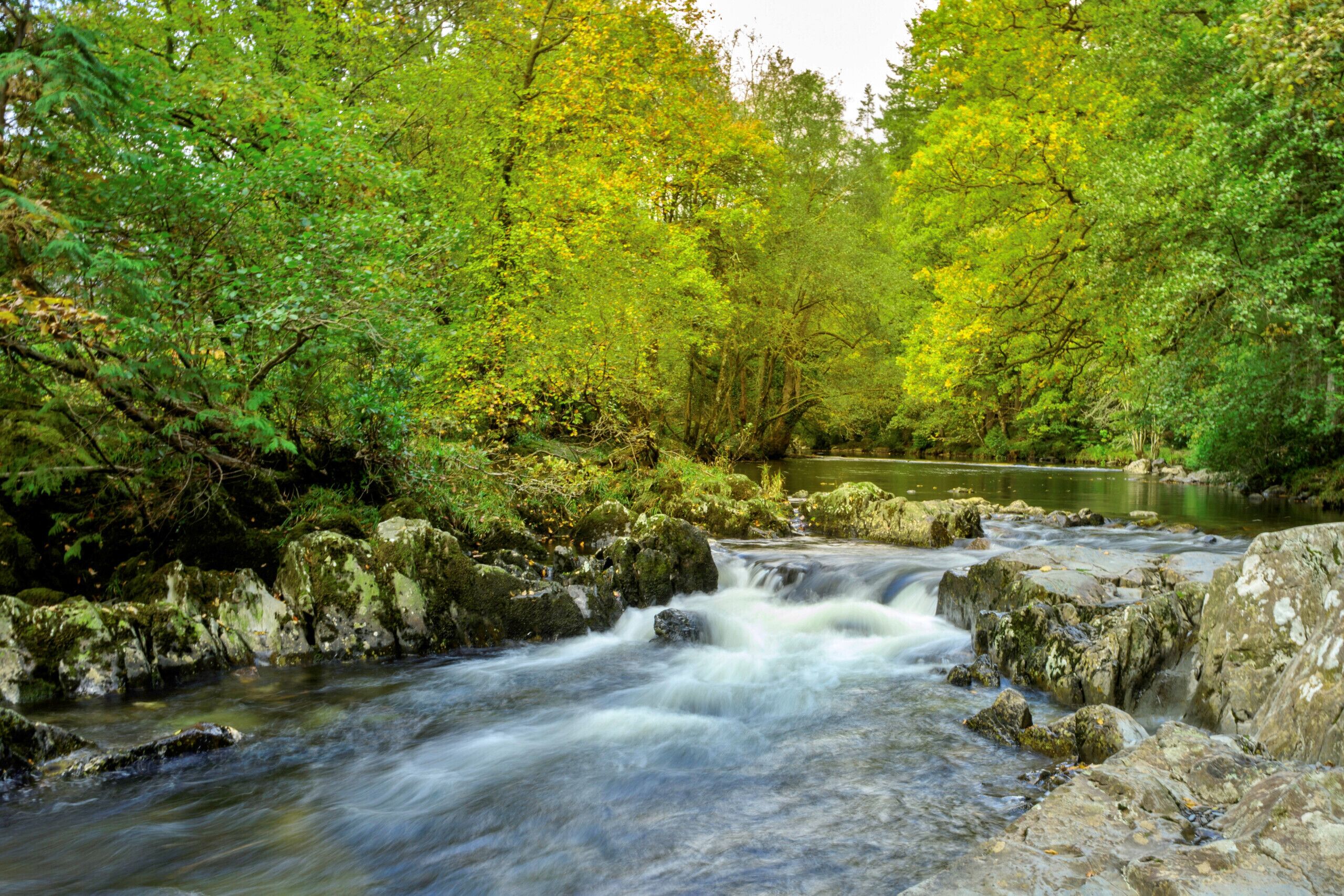 A river flowing through a forested area with rocks and trees.