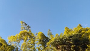Ein klarer Himmel mit Eukalyptusbäumen und einer Palme.