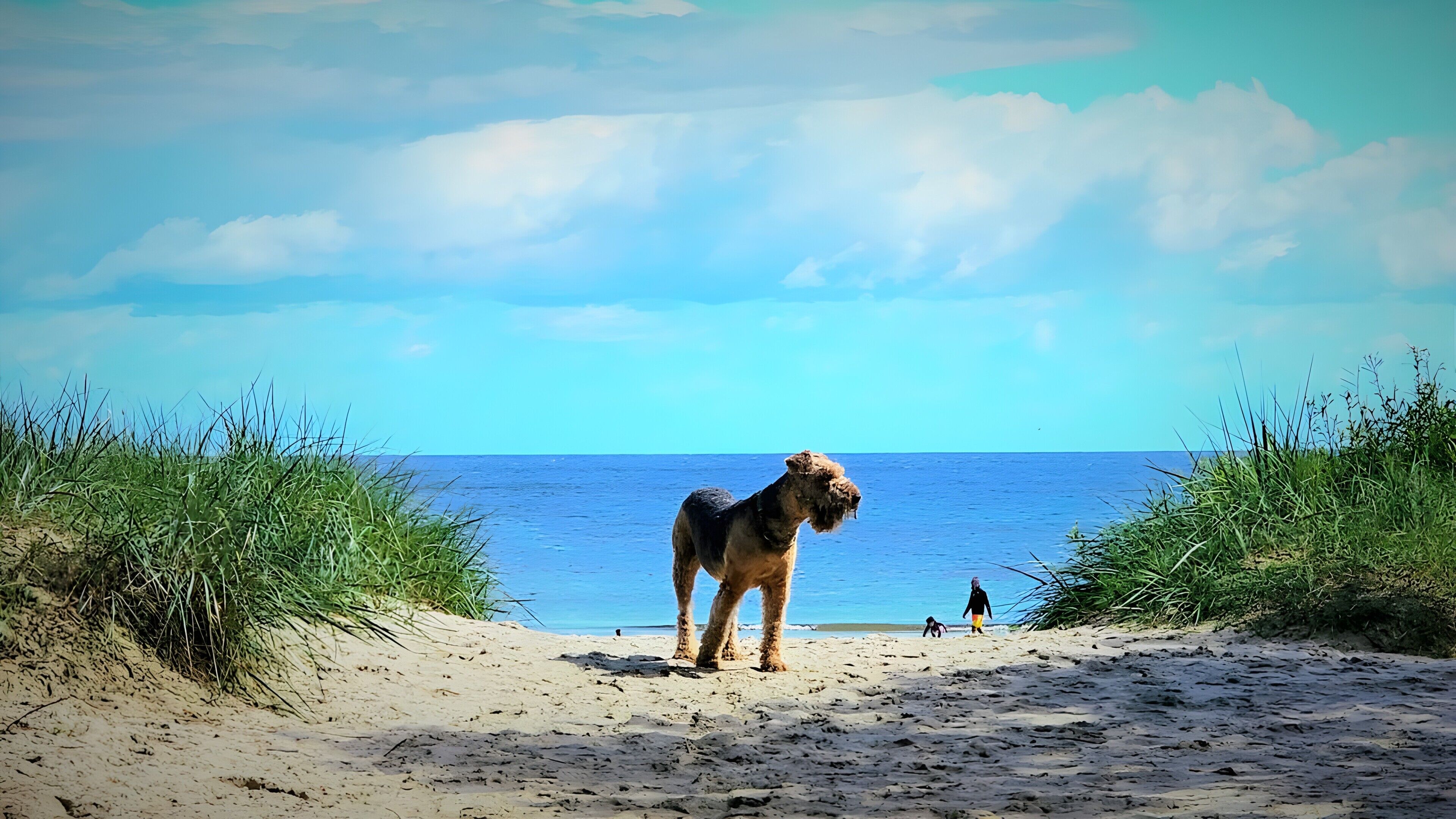 A beach scene with a dog standing on the sand, a person walking in the background, and the ocean in the distance.