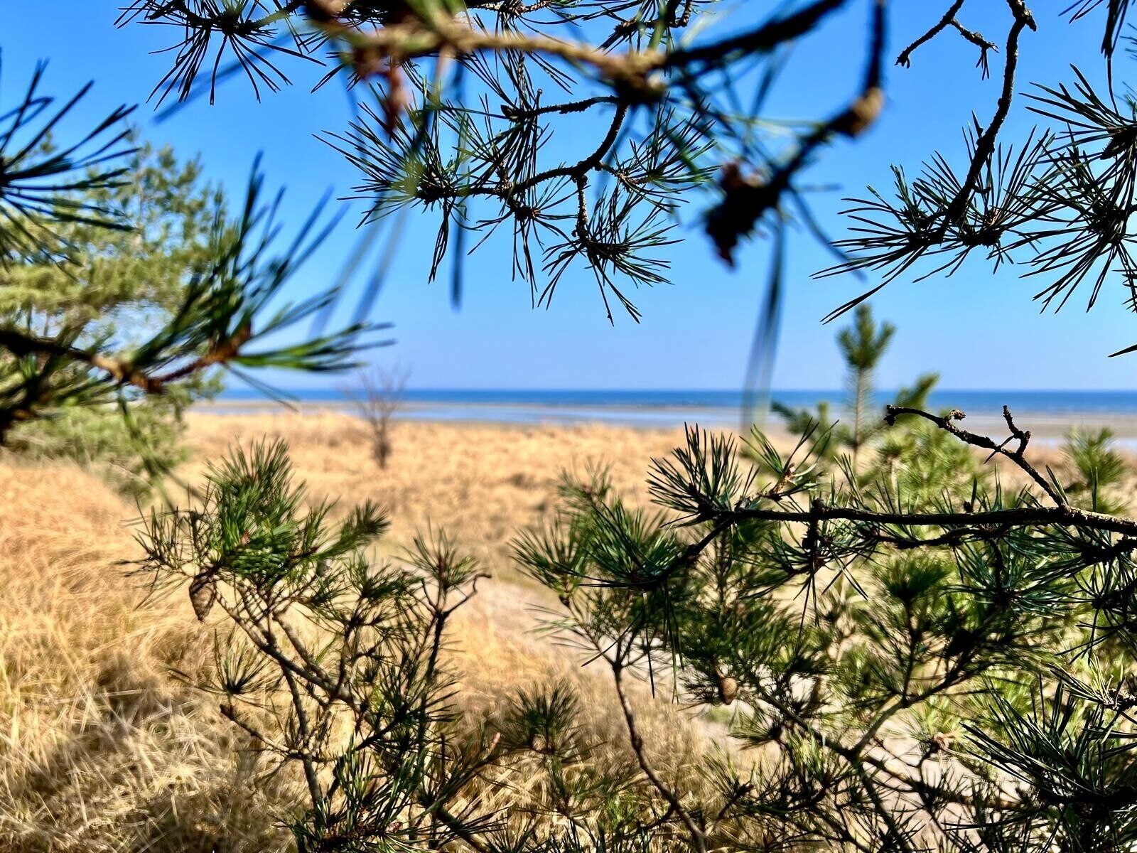 Une plage à la végétation clairsemée, offrant une vue dégagée sur l’océan.
