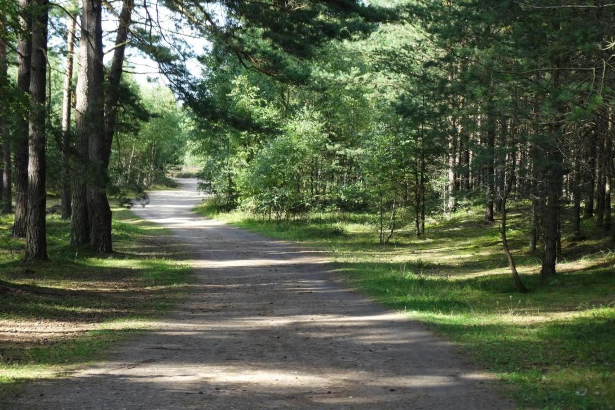 Ein bewaldeter Weg, gesäumt von Bäumen.