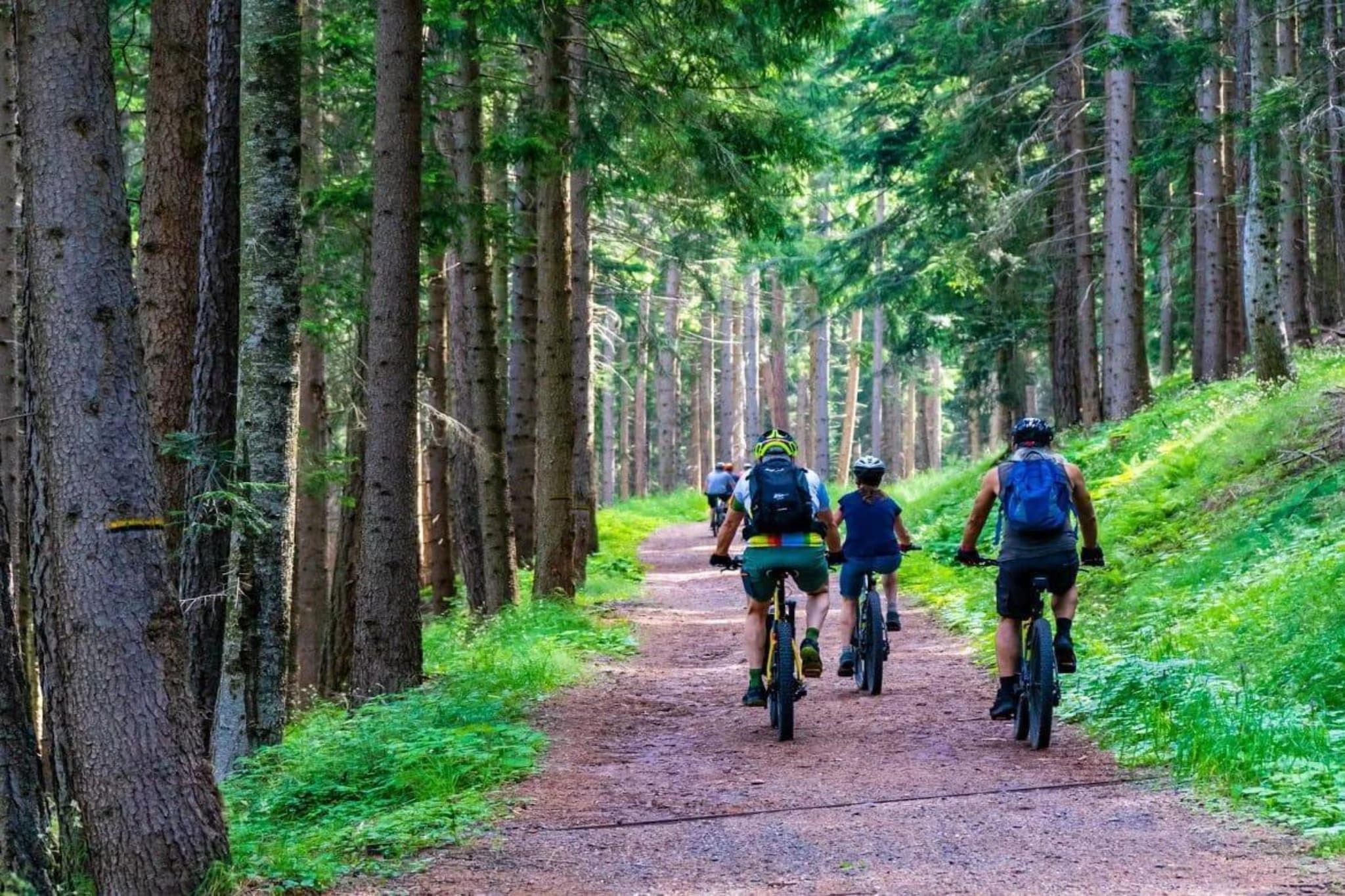 Un sendero forestal con ciclistas.