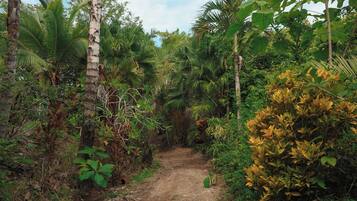 A narrow dirt path surrounded by dense tropical vegetation.
