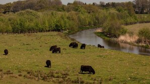 A rural landscape with a river, greenery, and grazing cattle.