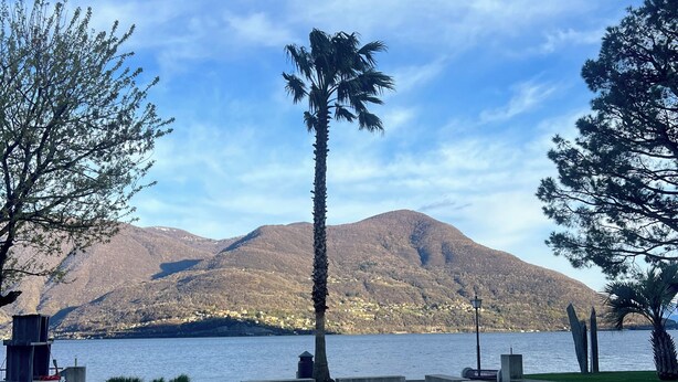 A paved area with a palm tree, benches, and a view of a lake and mountains. - Top location in Brissago 2 room apartment with private beach access. Dogs allowed (Brissago)