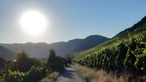 A vineyard path with a clear sky and distant mountains. - Luxury Breakfast Suite with Balcony and Moselle View for 2 in Ediger-Eller (24 m²) (Ediger-Eller)