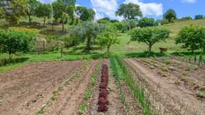 A garden with rows of crops, a wooden fence, and trees in the background. - Room 'Monte Do Sol 2' with Mountain View, Wi-Fi and Air Conditioning (S. Luís)