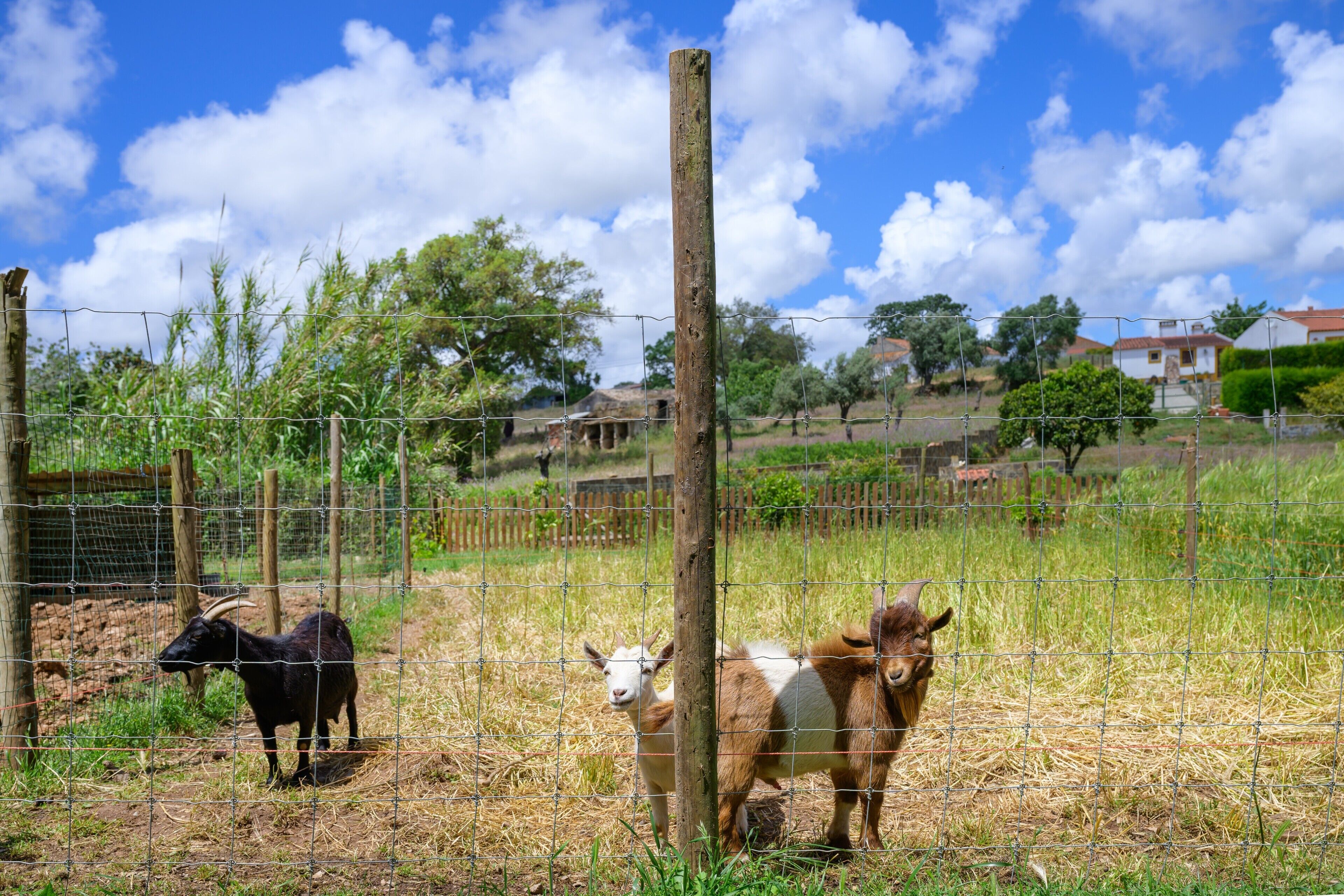Uma área cercada com cabras, um poste de madeira e uma cerca de arame.
