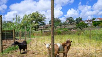 Uma área cercada com cabras, um poste de madeira e uma cerca de arame.