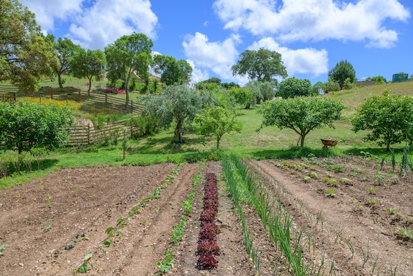 Un jardin avec des rangées de cultures, une clôture en bois et des arbres en arrière-plan.