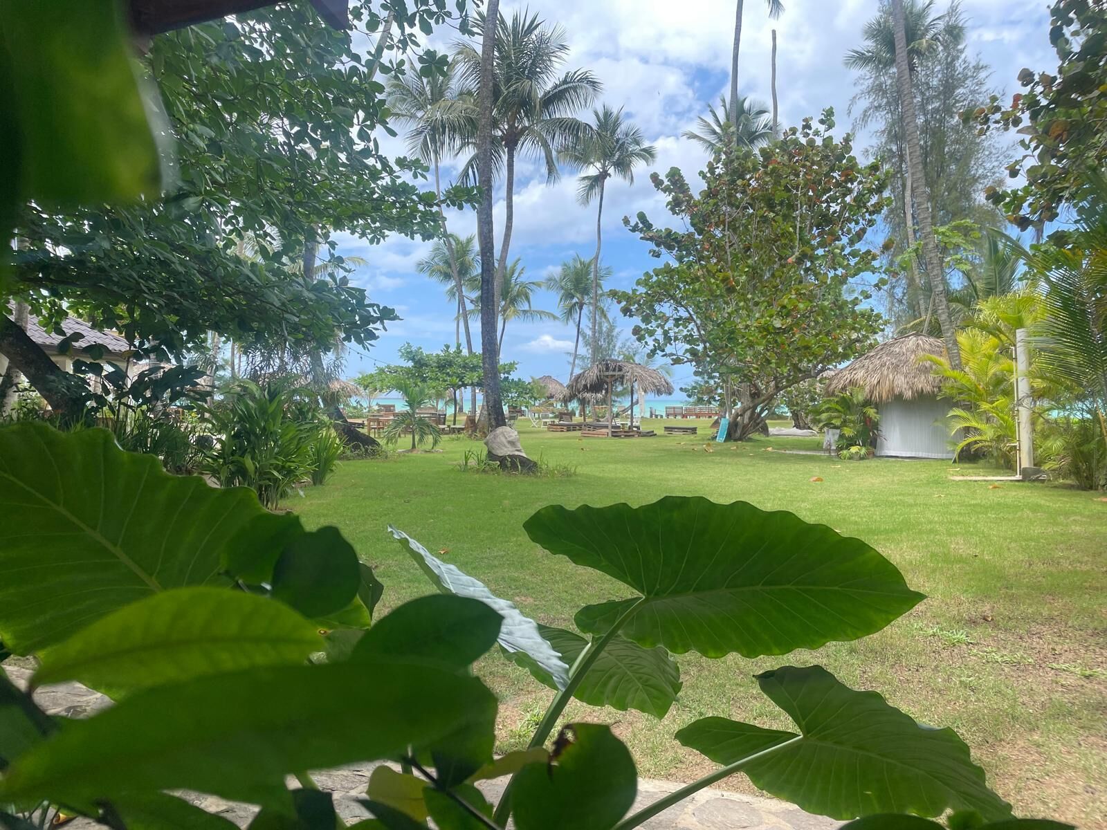 Un jardín tropical con palmeras, una cabaña de techo de paja y un césped.