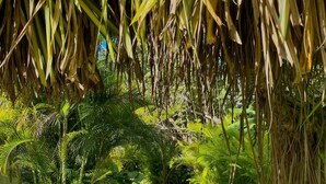 A pathway surrounded by lush greenery and palm trees. - Hotel Boutique Casa Grande Playa Bonita (Las Terrenas)