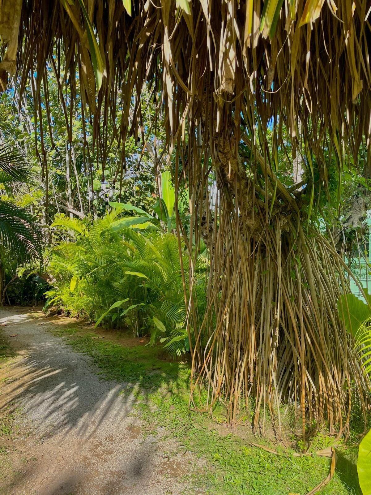 Un sendero rodeado de exuberante vegetación y un gran árbol con raíces colgantes.