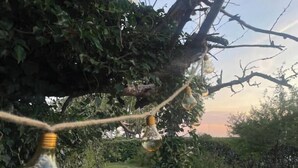 A tree with hanging light bulbs. - Charming villa by the sea - sandy beach and sea view in Gislövs Location (Trell)