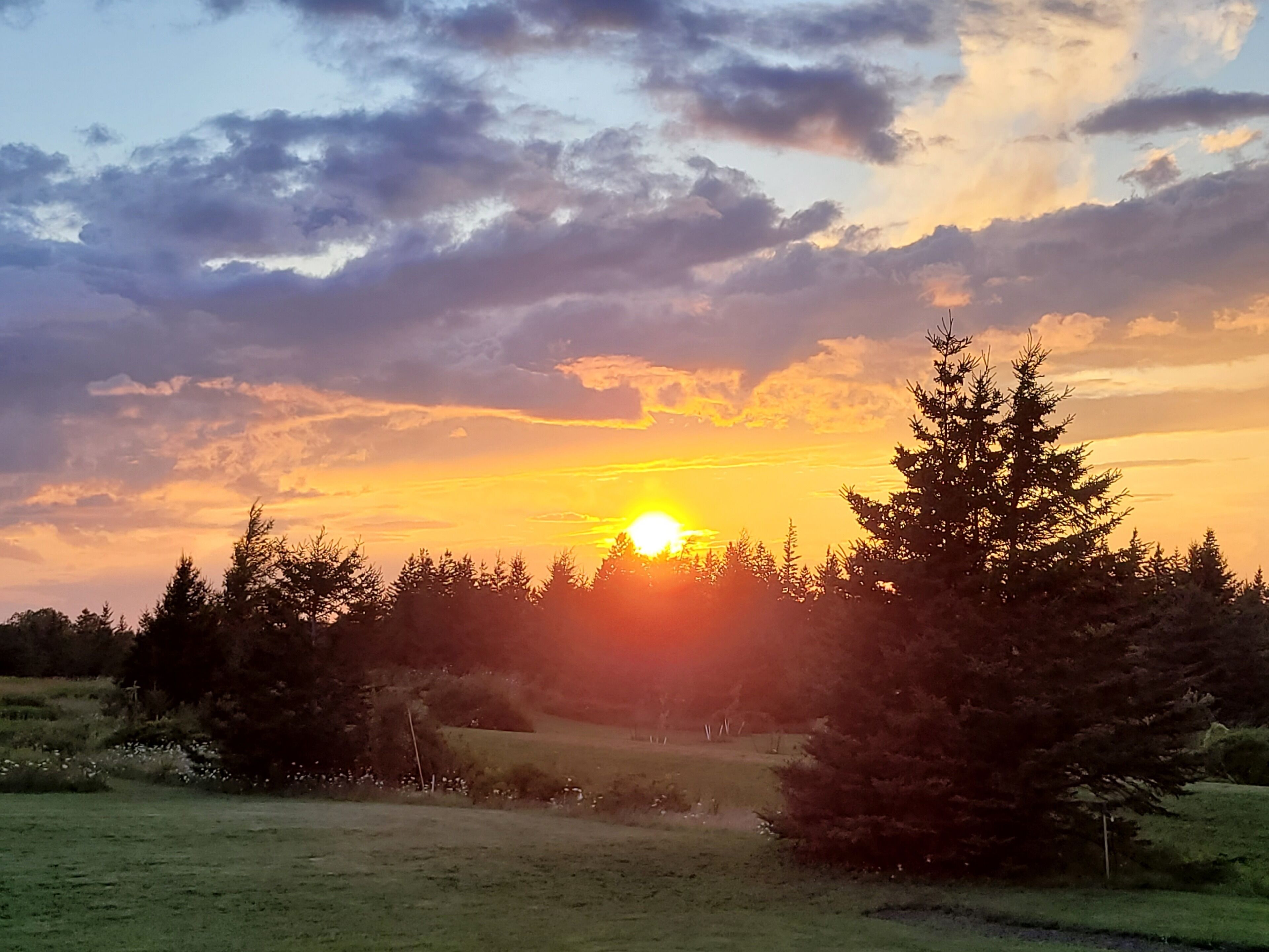 A sunset over a grassy field with trees in the foreground.