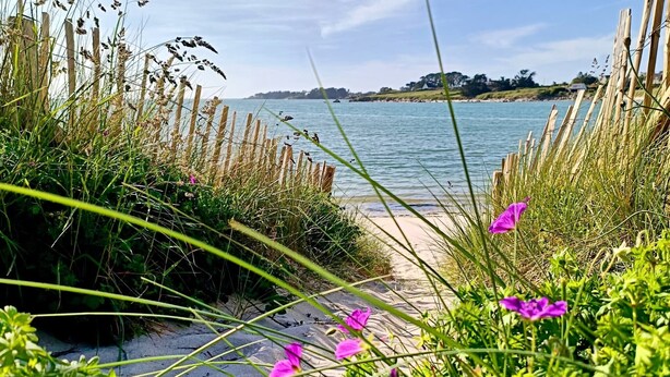 Een pad dat naar een strand leidt, met een houten omheining en paarse bloemen.