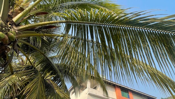 Un edifici de diverses plantes amb façana de maó vermell, finestres verdes i una palmera al primer pla.