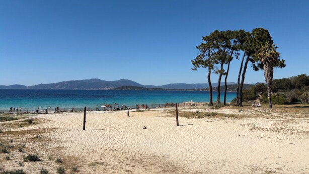 Une plage avec un ciel dégagé, un rivage sablonneux et quelques arbres.