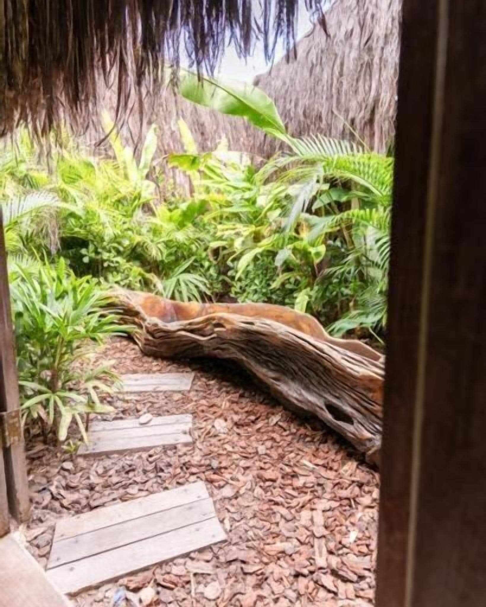 Deluxe Double or Twin Room, Patio, Courtyard View | Property grounds