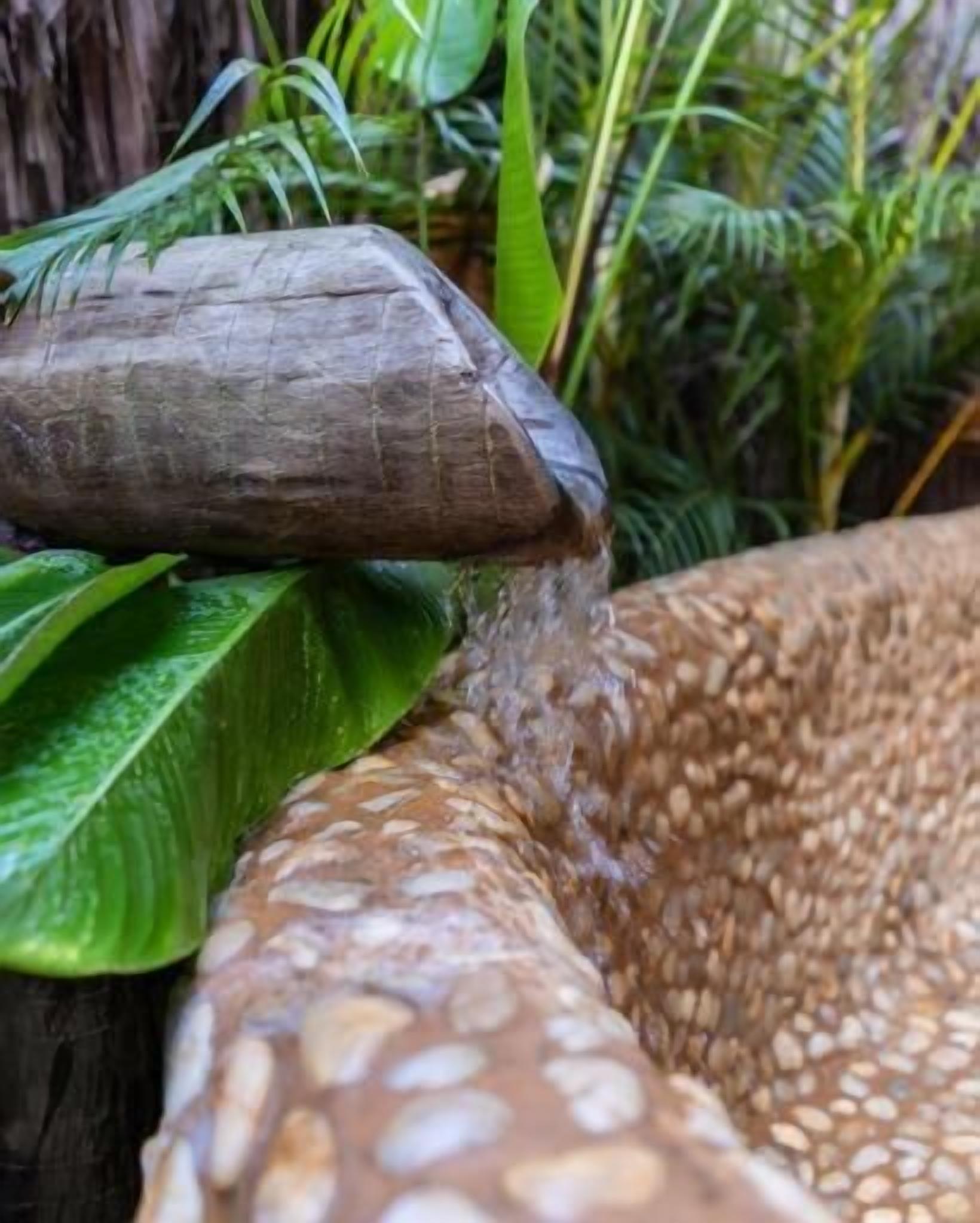 Un gros plan sur la peau texturée d’un reptile et un cours d’eau.