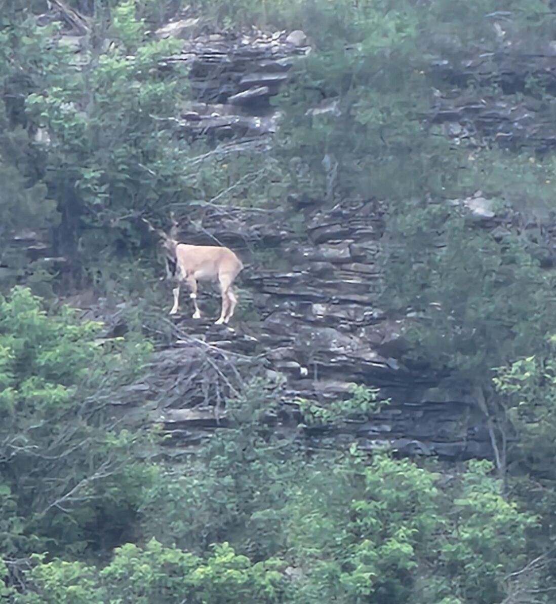 En hjort står på en klippe omgivet af frodig vegetation.