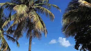 Ein Strand mit einer Palme und Meerblick.