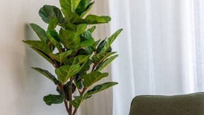 A room with a green armchair, a small table with a book and remote, and a tall artificial plant. - Hotel Comfort | Ground Floor, City Apartment (Christchurch)