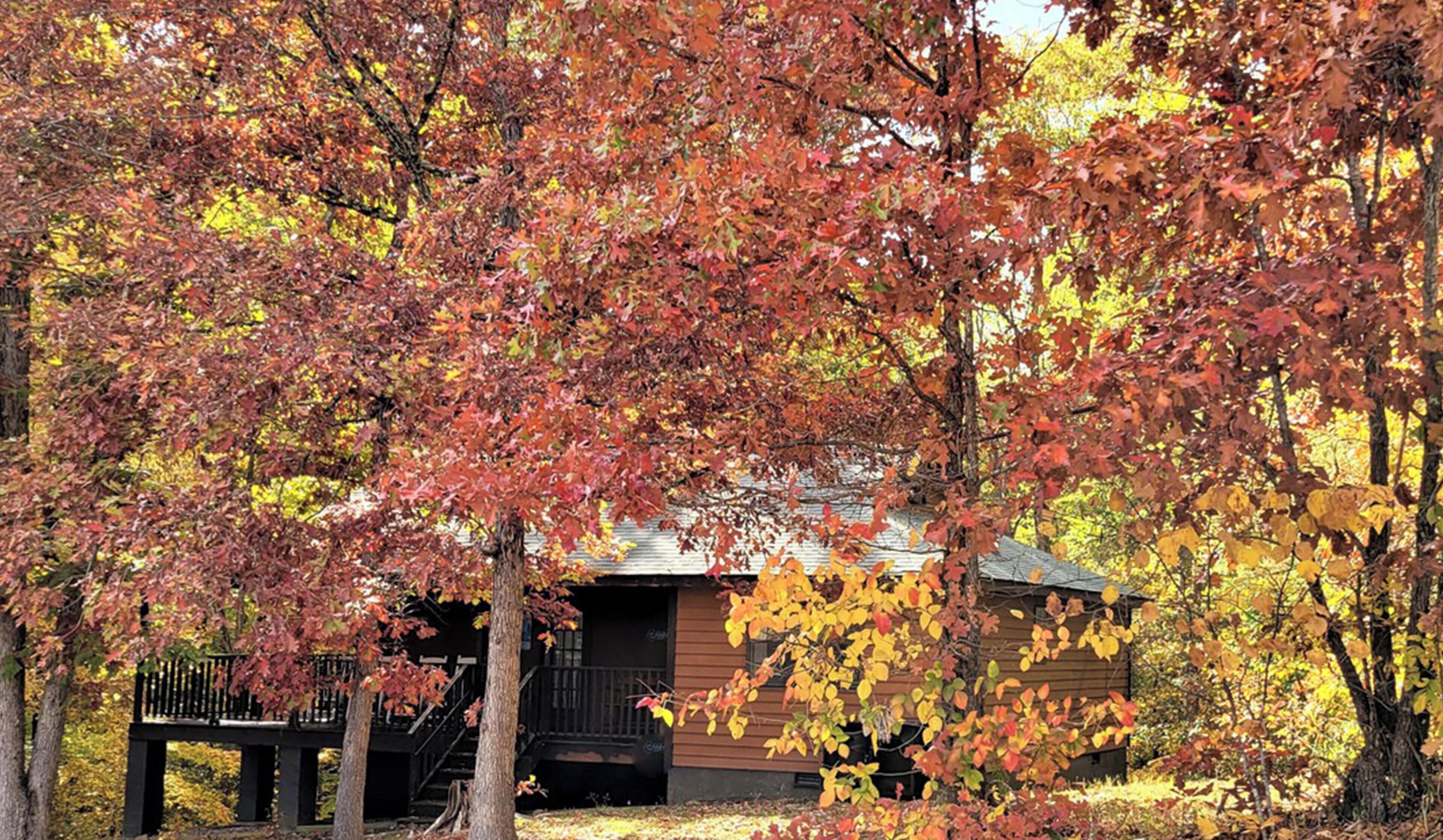 Une cabane aux murs en bois, entourée d’arbres aux feuilles d’automne.