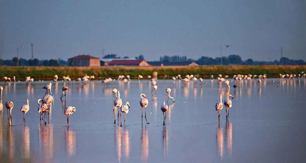 Una extensa masa de agua con numerosos flamencos de pie en ella.