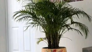 Ein Blumentopf mit floralem Muster vor einer weißen Tür.