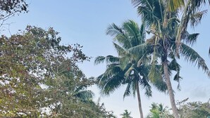 A resort with multiple bungalow-style buildings, a well-maintained lawn, and palm trees. - Koro Island Resorts Fiji (Koro Island)