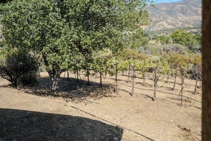 Oklassificerad bild, 5 av 5, knapp