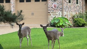 Two deer in a grassy yard with a stone building and a garage in the background. - SECaT Retreat:  Secluded 3-bedroom house in welcoming Holly Lake Ranch with AC (Holly Lake Ranch)