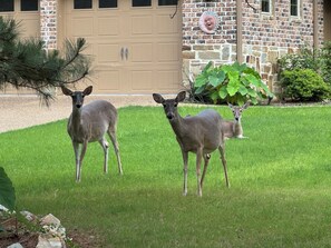 Property grounds - SECaT Retreat:  Secluded 3-bedroom house in welcoming Holly Lake Ranch with AC (Holly Lake Ranch)