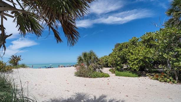 Una spiaggia con palme, cielo sereno e l'oceano sullo sfondo.