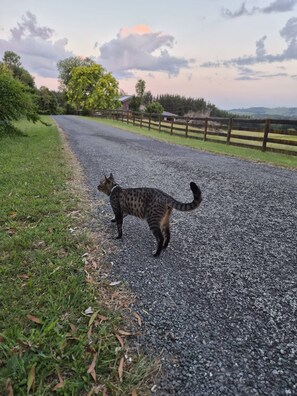 룸, 침실 1개, 장애인 지원, 파티오 | 외관