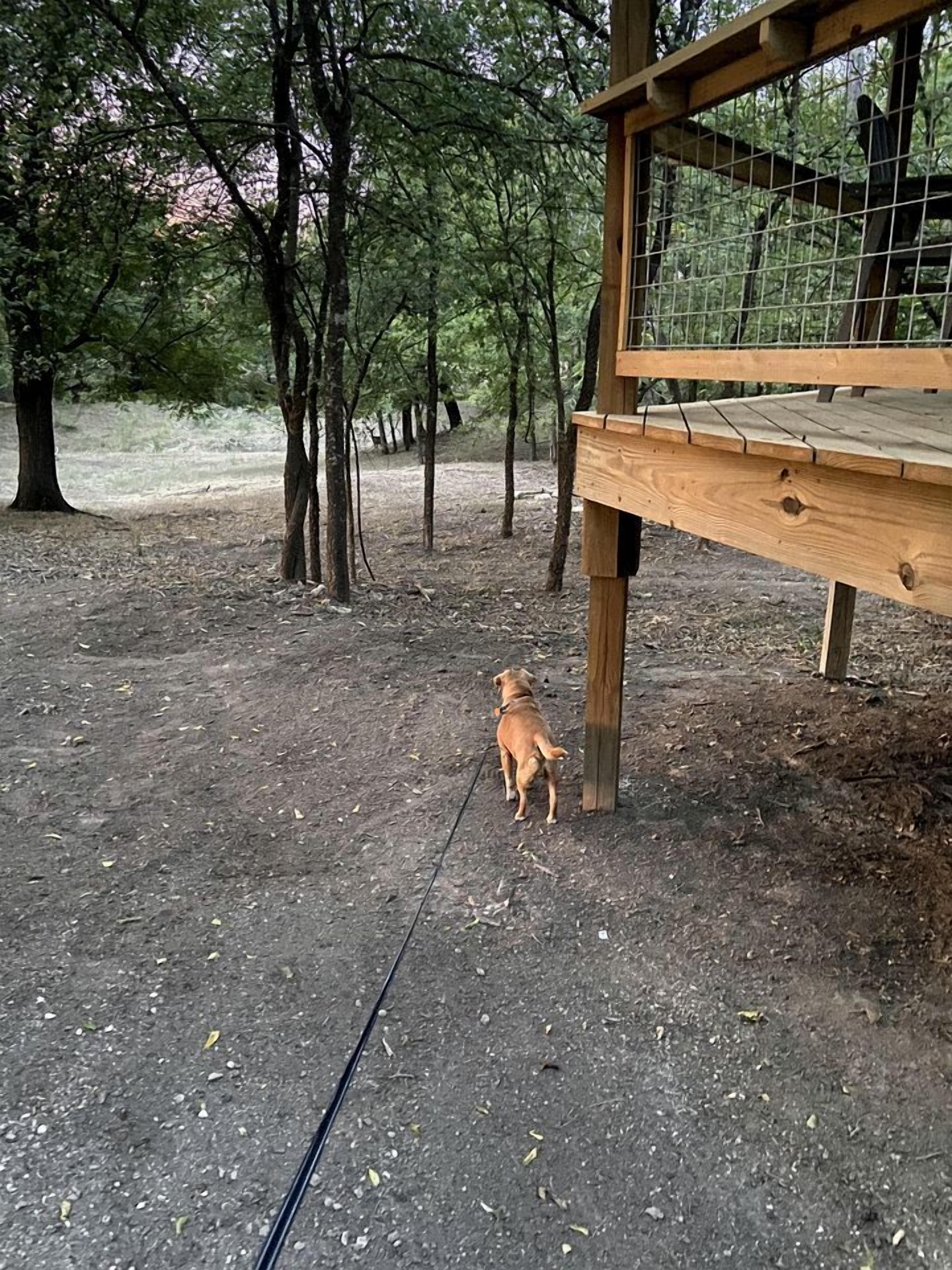 A dog on a leash in a wooded area with a wooden structure.