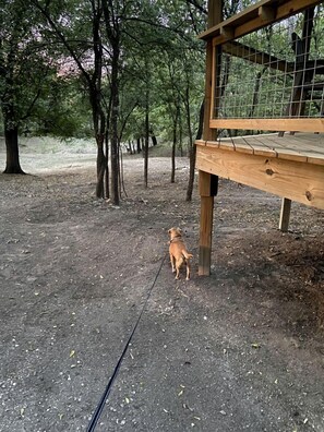 A dog on a leash in a wooded area with a wooden structure.
