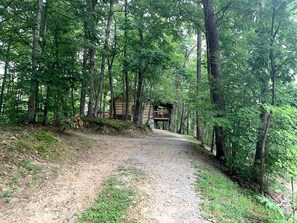 A forested area with a dirt path leading to a wooden cabin. - Enchanting Log Cabin in the Woods just Outside of Gatlinburg, Tennessee (Sevierville)