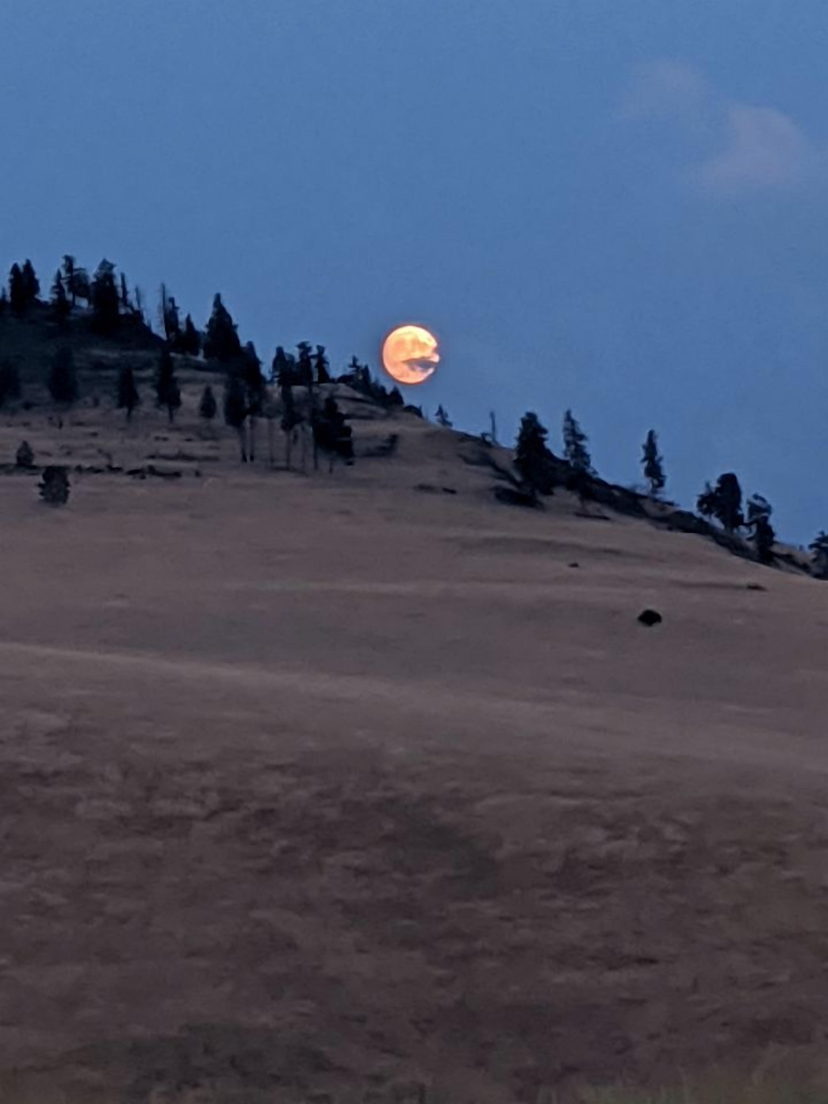 Eine mondbeschienene Landschaft mit einem Hügel, vereinzelten Bäumen und wolkenlosem Himmel.