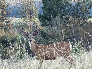 A deer in a grassy field with trees in the background.