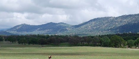 Un vaste champ où paissent des chevaux, une chaîne de montagnes en arrière-plan et un ciel partiellement nuageux.