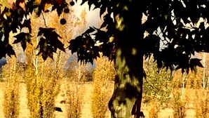 A tree with a trunk and leaves, a fence, and a wall in the background. - Quiet Cottage Rental for Two in Horse Country near Yosemite National Park Gateway, California (Catheys Valley)